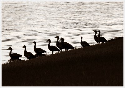 Sequence