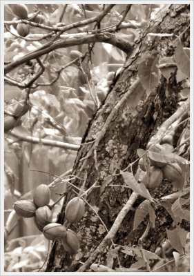 Seeds 