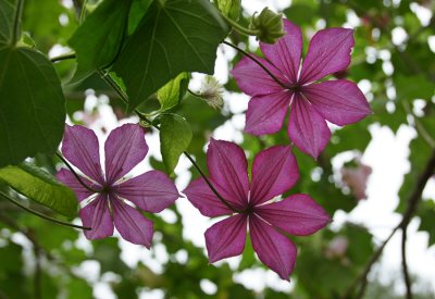 Song of Clematis 