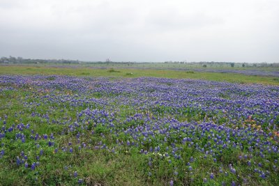 Roadside View