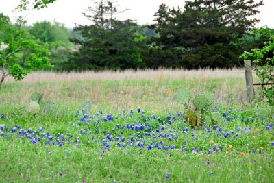 Wildflowers & Cactus