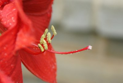 Red Amaryllis