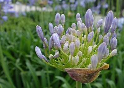 Agapanthus