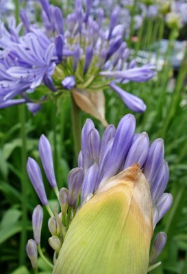 Agapanthus