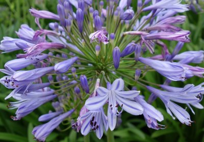 Agapanthus