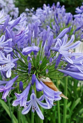 Agapanthus