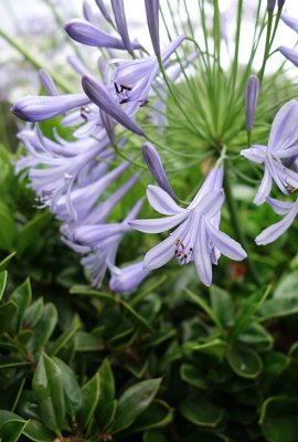 Agapanthus