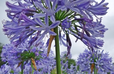 Agapanthus