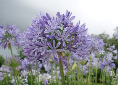 Agapanthus