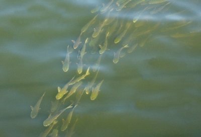 Fish Traveling Together