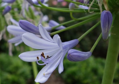 Agapanthus