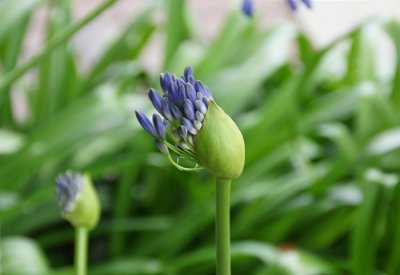 Agapanthus