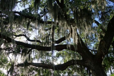 Free Hanging Moss