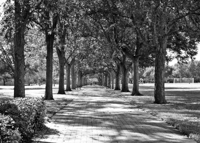 Walking Path Though Pecans