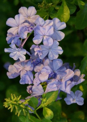 2. Plumbago Blue