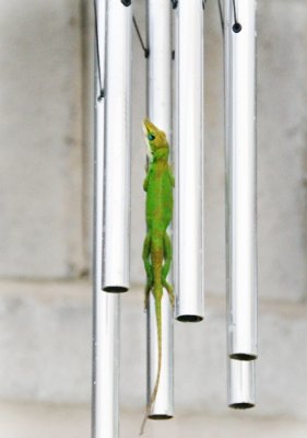 1. Green Anole
