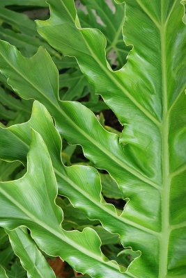 2. Green Leaves