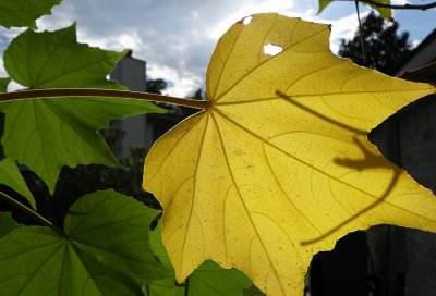 3. Yellow Leaf