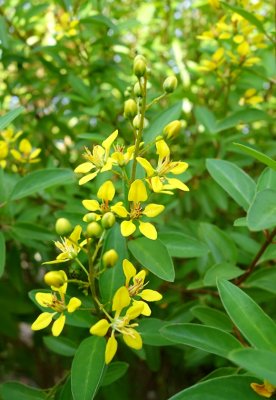 4. Yellow Flowers