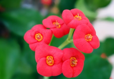 3. Red Flowers