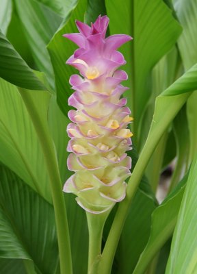 2. Multi-colored Ginger Flower