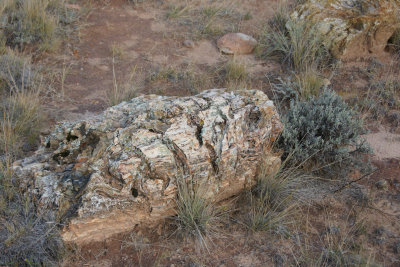 Petrified Tree