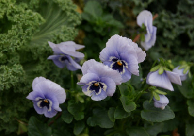 Pansies & Kale