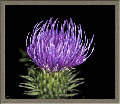 purple thistle flower.jpg