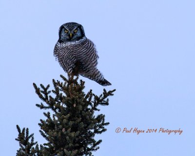 northern Hawk Owl 2.jpg