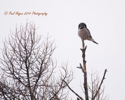 northern Hawk Owl.jpg