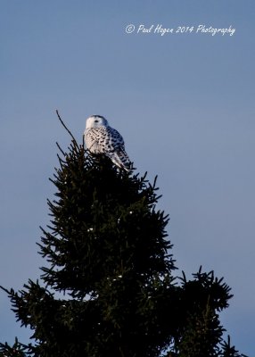 snow owl 1.jpg