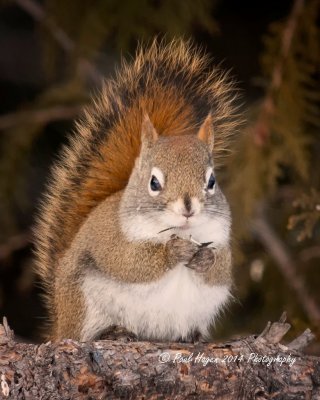 squirell2.jpg