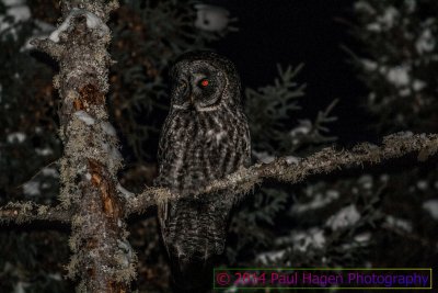 great grey owl in the dark.jpg