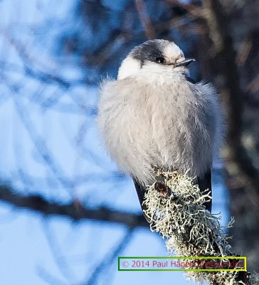 grey jay 2.jpg