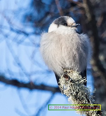 grey jay 2.jpg