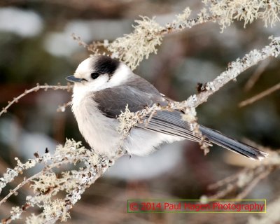 grey jay 3.jpg