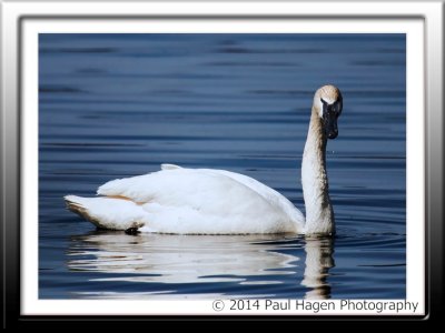Swan on Lake Sallie framed.jpg