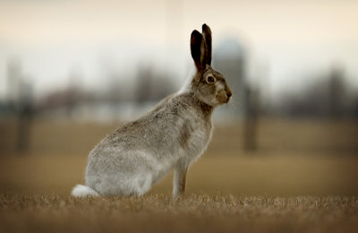 Hare.jpg
