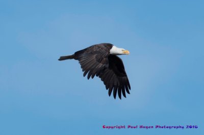 Basld Eagle in Flight 3_14_16.jpg