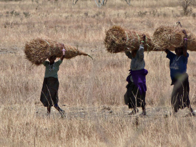 Maasai gathering fodder