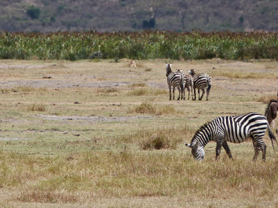 Lion and zebras