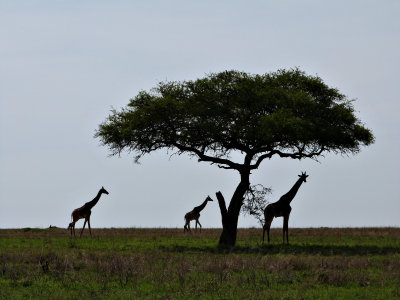 Serengeti view