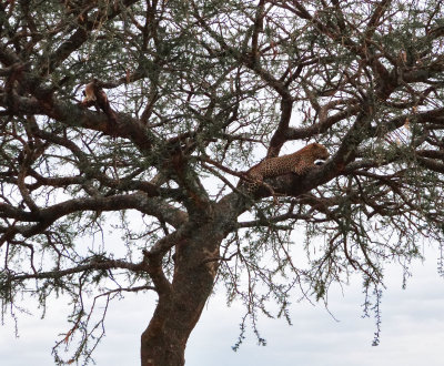 Leopard2 in tree with prey