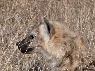 Hyena