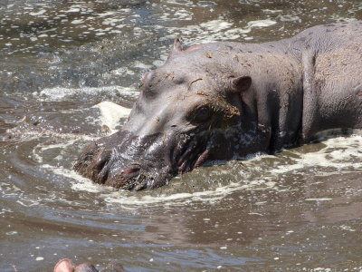 Hippo