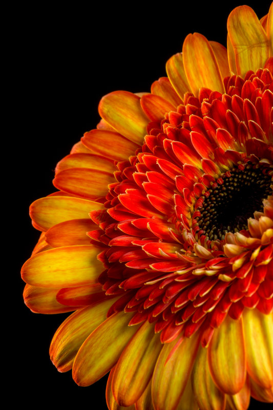 Gerbera