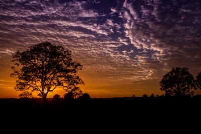 Lone Tree Sunrise