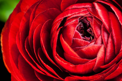 Red Ranunculus Flower