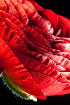 Red Ranunculus Flower