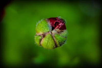 Red Ranunculus Flower